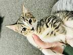 Daphne, Domestic Shorthair For Adoption In Warren, Connecticut