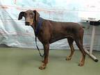 Nobu, Doberman Pinscher For Adoption In Seattle, Washington