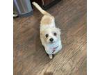 Mandy, Terrier (unknown Type, Small) For Adoption In Springfield, Oregon