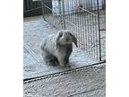 Alice, Mini Lop For Adoption In Los Angeles, California