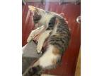 Sophie, Domestic Shorthair For Adoption In Pelion, South Carolina