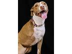 Chelsea, American Pit Bull Terrier For Adoption In Richardson, Texas