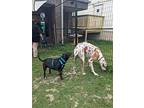 Arlo, Labrador Retriever For Adoption In Richardson, Texas