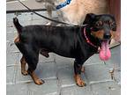 Min Pin, Miniature Pinscher For Adoption In Citra, Florida