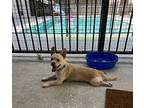 Otis, Terrier (unknown Type, Small) For Adoption In Citra, Florida
