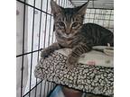 Houdini, Domestic Shorthair For Adoption In Louisa, Virginia