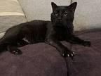Silas, Domestic Shorthair For Adoption In Fremont, Nebraska
