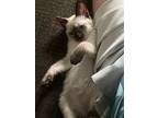 Sable, Siamese For Adoption In Richardson, Texas