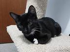 Scary Spice, Domestic Shorthair For Adoption In Fremont, Nebraska