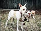 Kyra, American Pit Bull Terrier For Adoption In Willis, Texas
