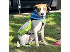 Adopt Harvey a Hound (Unknown Type) / Mixed Breed (Medium) / Mixed dog in Little