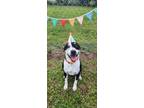 Adopt Romie a American Pit Bull Terrier / Mixed Breed (Medium) / Mixed dog in