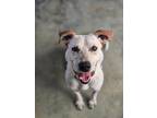 Adopt Hunter a Labrador Retriever / Australian Cattle Dog / Mixed dog in