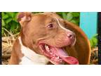 Adopt Simon a Red/Golden/Orange/Chestnut - with White Mixed Breed (Medium) / Pit