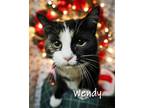 Adopt Wendy a Calico or Dilute Calico Domestic Shorthair / Mixed (short coat)