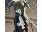 Adopt Edge a Black Labrador Retriever / Mixed dog in Shreveport, LA (38006986)