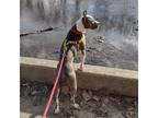 Adopt BERNIE a Gray/Silver/Salt & Pepper - with White American Pit Bull Terrier