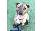 Adopt FRANCO a Brindle - with White Mixed Breed (Medium) / Mixed dog in Los
