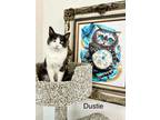 Adopt Dustie a Domestic Shorthair / Mixed cat in St. George, UT (31391360)