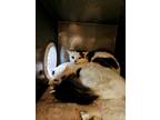 Adopt Jake a White (Mostly) Domestic Mediumhair / Mixed (medium coat) cat in