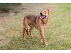 Adopt Dusty a Tan/Yellow/Fawn Belgian Malinois / Pharaoh Hound / Mixed dog in