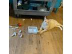 Adopt Caleb a Domestic Shorthair / Mixed cat in Rocky Mount, VA (38018577)