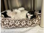 Adopt Flora a Domestic Shorthair / Mixed cat in Oakland, NJ (38032942)