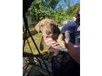 Adopt Lucy a Brown/Chocolate - with Tan Whippet / American Staffordshire Terrier
