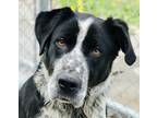 Adopt Chip a Great Pyrenees / Labrador Retriever / Mixed dog in Osage Beach