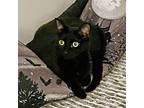 Adopt Sassy Sally a All Black Domestic Shorthair / Mixed cat in Garner