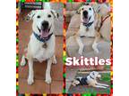 Adopt Skittles a Dalmatian / Mixed dog in Fort Collins, CO (37989979)