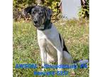 Adopt Wally a Black Hound (Unknown Type) / Mixed Breed (Medium) / Mixed (short