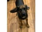 Adopt Charlie a Black - with Brown, Red, Golden, Orange or Chestnut Beagle /