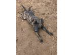 Adopt Walnut a Brindle Mixed Breed (Medium) / Mixed Breed (Medium) / Mixed