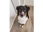 Adopt Toby a Tricolor (Tan/Brown & Black & White) Australian Shepherd / Mixed