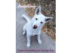Adopt Angelina Jolly a White Shepherd (Unknown Type) / Mixed dog in Mission