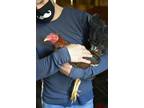 Adopt Lockwood a Chicken bird in Kingston, NY (35236627)