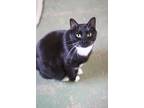 Adopt Chief a All Black Domestic Shorthair / Mixed Breed (Medium) / Mixed (short