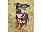Adopt Remi a Black Mixed Breed (Medium) / Mixed Breed (Medium) / Mixed (short
