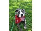 Adopt Koda a Merle American Pit Bull Terrier / Mixed Breed (Medium) / Mixed