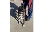 Adopt Arlo a Red/Golden/Orange/Chestnut Boxer / Mixed Breed (Medium) / Mixed