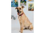 Adopt Mia a Shepherd (Unknown Type) / Terrier (Unknown Type