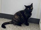 Adopt Loka a All Black Domestic Shorthair / Mixed Breed (Medium) / Mixed (short