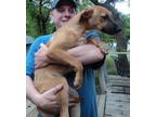 Adopt Cutie a Tricolor (Tan/Brown & Black & White) Shepherd (Unknown Type) /