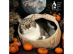 Adopt PUMBAA a Gray or Blue Domestic Shorthair / Mixed Breed (Medium) / Mixed