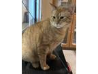 Adopt Kia a Orange or Red Domestic Shorthair / Mixed Breed (Medium) / Mixed