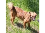 Adopt Pare' a Tan/Yellow/Fawn - with Black Border Collie / Mixed dog in