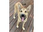 Adopt Diego a Tan/Yellow/Fawn - with Black Shepherd (Unknown Type) / Mixed dog