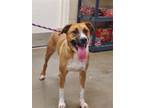 Adopt Coop a Tricolor (Tan/Brown & Black & White) Boxer / Labrador Retriever /