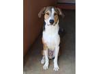 Adopt Mario a Brown/Chocolate - with White Great Pyrenees / Mixed dog in